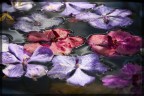 Orchidee