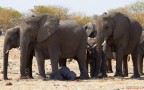 Namibia -  Etosha 2012. Canon EOS 7D + 70/300 L IS

Ho decine di foto fatte agli elefanti mentre interagiscono tra di loro. Questa con il piccolino (veramente tanto piccolo) che riposa beato "all'ombra" della mamma mi  sembrata un po' diversa, anche se di minor effetto rispetto a tante altre che ho scattato.