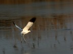 avocetta in volo (Valle Cannevi)