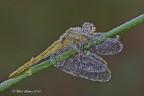 Imperlata