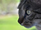 Ciccio