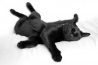 cat in black