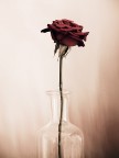 e quello che resta di un fascio di rose e di una festa appena finita.....
grazie dell'attenzione.