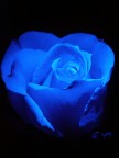 Rosa &amp; Blu