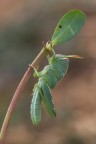 Anacridium aegyptium