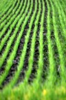 Ordine naturale