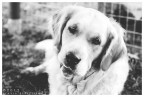 Chloe b/w
