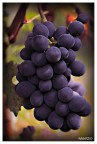 buona vendemmia