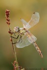 Sympetrum fonscolombii (Slys,1840)

www.rossidaniele.com

Canon EOS 7D + Sigma 180mm f/3.5 EX DG HSM Macro
f14 - 1/15 - ISO 200
15.08.2012 ore 6.50
Suggerimenti e critiche sempre ben accetti
[url=http://www.rossidaniele.com/HR/_MG_3145copia-mdc-1500.jpg]Versione HR[/url]