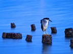 Qualcuno  in grado di dirmi di che specie si tratta? Grazie