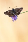 Pyrgus