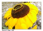 Fiore