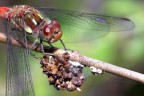 Dati di scatto:
1/200 s
f/8
ISO 100
100 mm macro
mano libera

critiche e commenti sempre ben accetti