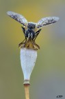 the fly....