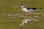 Cavaliere d'Italia (Himantopus himantopus)
