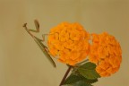 Omaggio Floreale...!!!