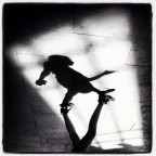 La compagna di una vita La compagna di una vita