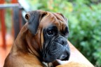 Tazio