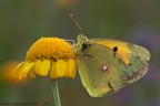 Colias crocea (Geoffroy, 1785)

www.rossidaniele.com

Canon EOS 7D + Sigma 180mm f/3.5 EX DG HSM Macro
f16 - 1/6 - ISO 100
19.06.2012 ore 6.18
Suggerimenti e critiche sempre ben accetti
[url=http://www.rossidaniele.com/HR/_MG_2917copia-mdc-1500.jpg]Versione HR[/url]