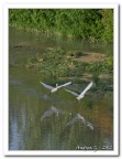 danza sull'acqua