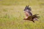 Aquila delle steppe