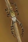 Argiope Argiope
