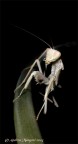 Hyerodula membranacea