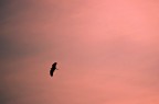 1/2000 sec 
iso 160
EF-s55-250

Eos 1100D