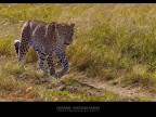 Leopardo