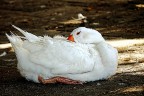 oca dormiente...