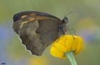 Maniola jurtina (Linnaeus, 1758)