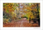 nel bosco