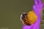 Macro di insetto