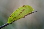 green jelly