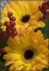 giallo e rosso