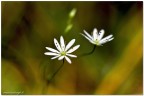 Boken flawers