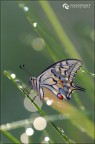 Farfalla macaone