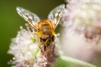 Gold fly