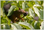 In questo periodo le piante di noci sono frequentatissime; e tempo di fare scorte per l'inverno.