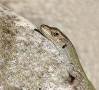 che sguardo...