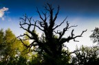 Iso 125
25 mm
f/4.3
1/180 S.