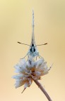 Nulla di particolare... ma se avrete voglia di commentarla, sar mio piacere leggervi. Grazie.
Ciao
[url=http://postimage.org/image/wq6ppocp1/]Versione a 1800[/url]
