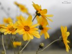 orange and yellow