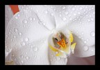 orchidea