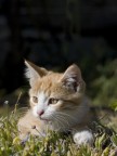 gattino