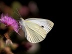 Pieris Rapae