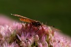d100 nikkor -s 50mm 1.4+ pk13 1/100s a f8