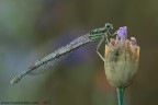 Platycnemis pennipes (Pallas, 1771)

www.rossidaniele.com

Canon EOS 7D + Sigma 180mm f/3.5 EX DG HSM Macro
f13 - 1/10 - ISO 100
16.06.2012 ore 6.10
Suggerimenti e critiche sempre ben accetti
[url=http://www.rossidaniele.com/HR/_MG_2879copia-mdc-1500.jpg]Versione HR[/url]