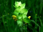 Fra il verde..