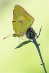 Colias